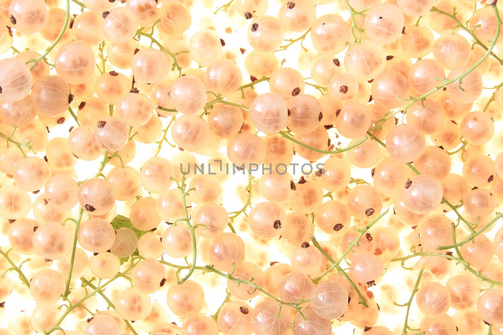 White currants (Ribes rubrum)