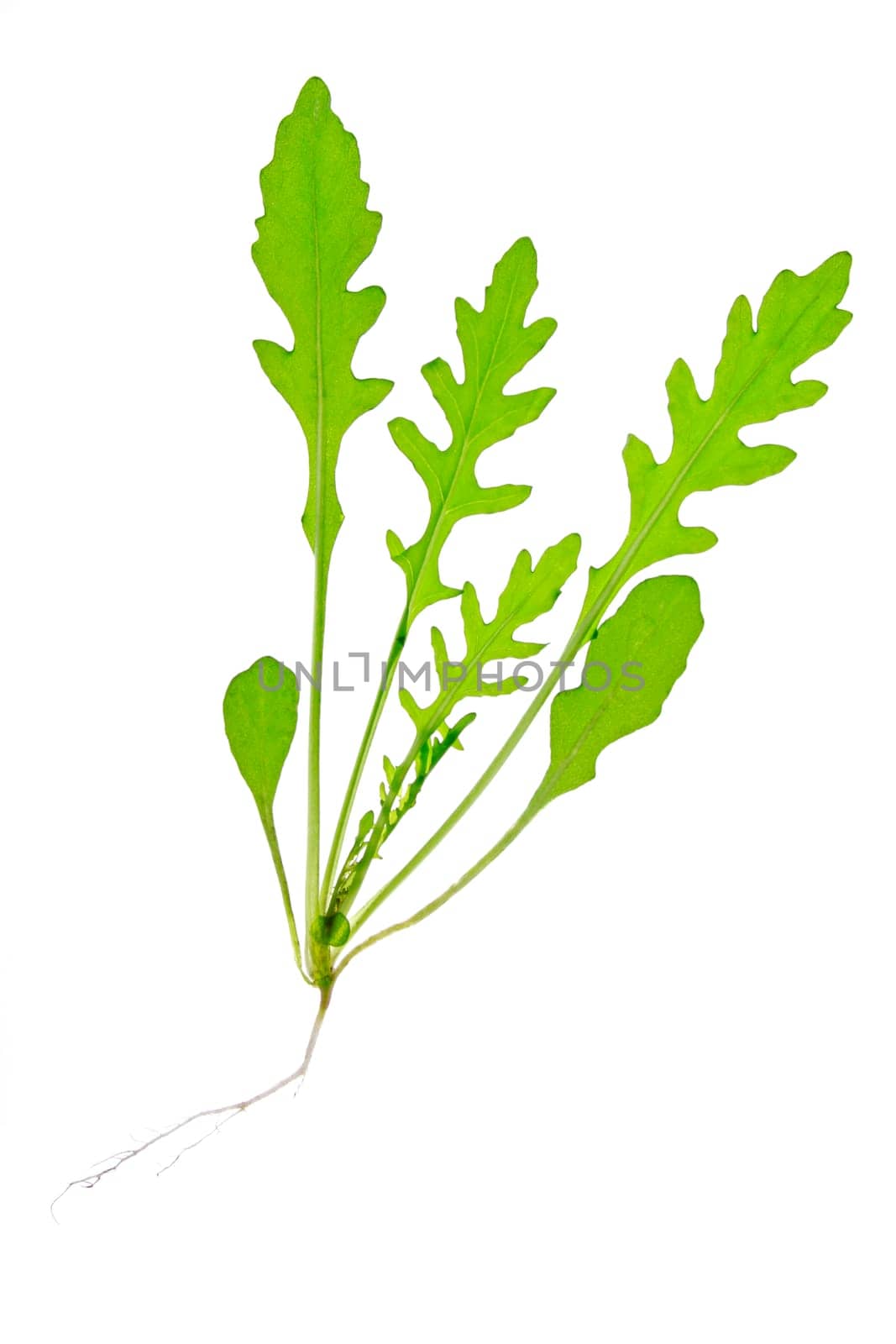 Leaves of lettuce rocket (Diplotaxis tenuifolia),isolated against white background