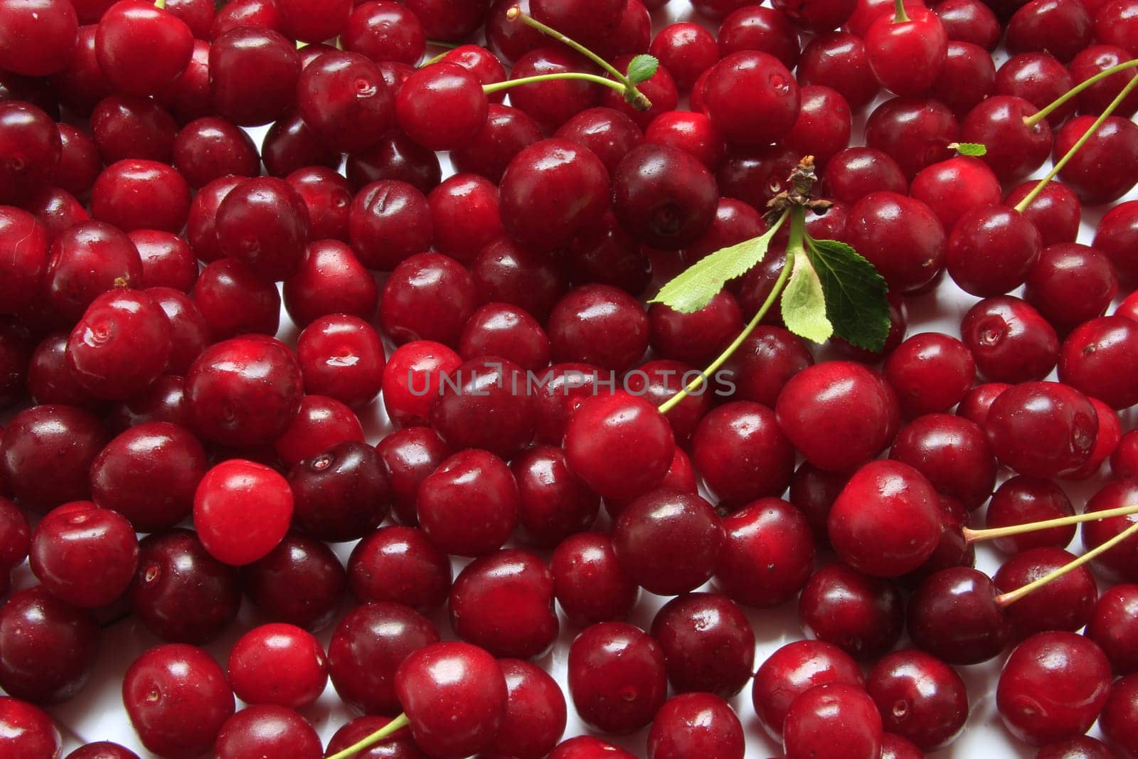 freshly picked sour cherries