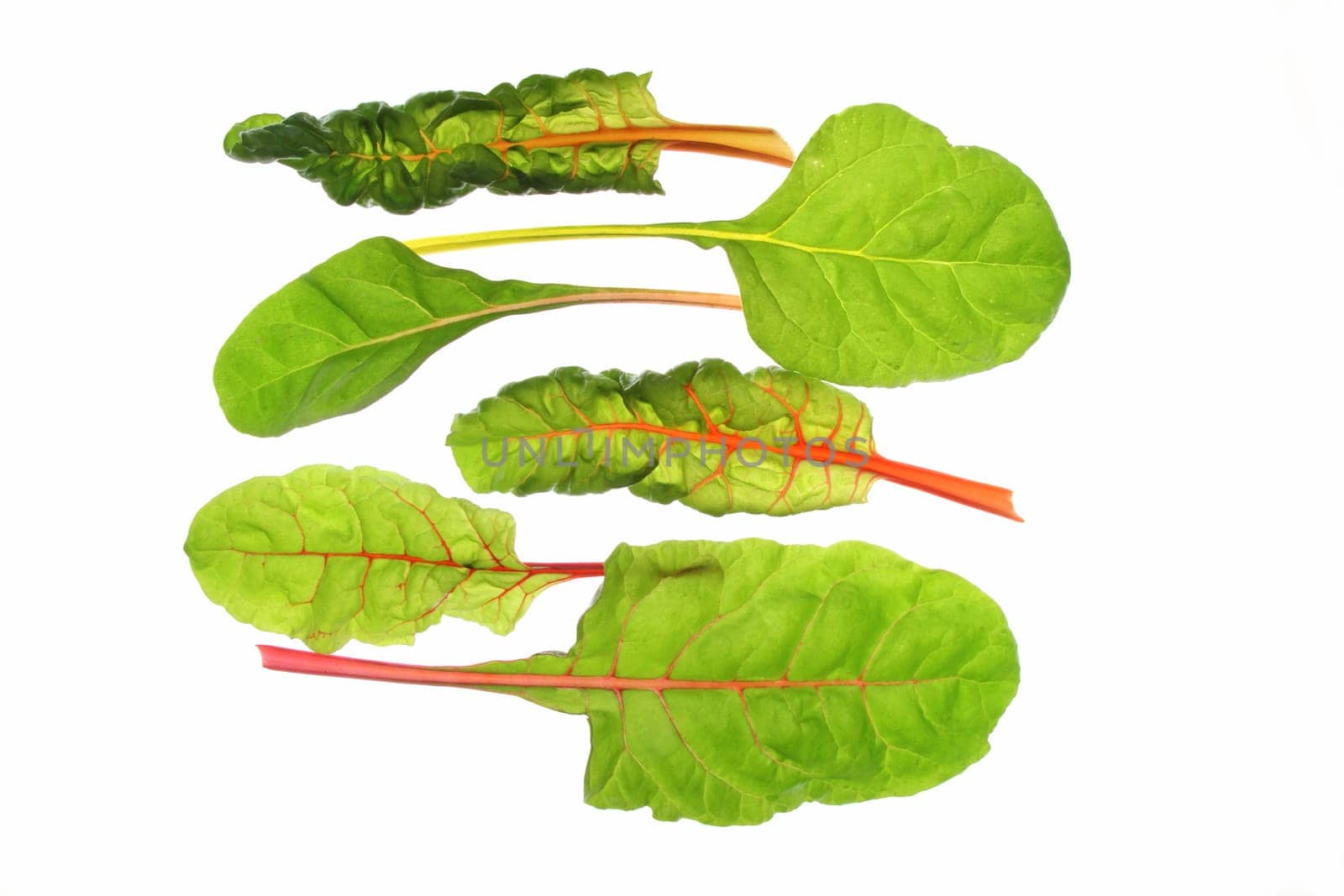 different coloured chard leaves (Beta vulgaris subsp. vulgaris),isolated against a white background
