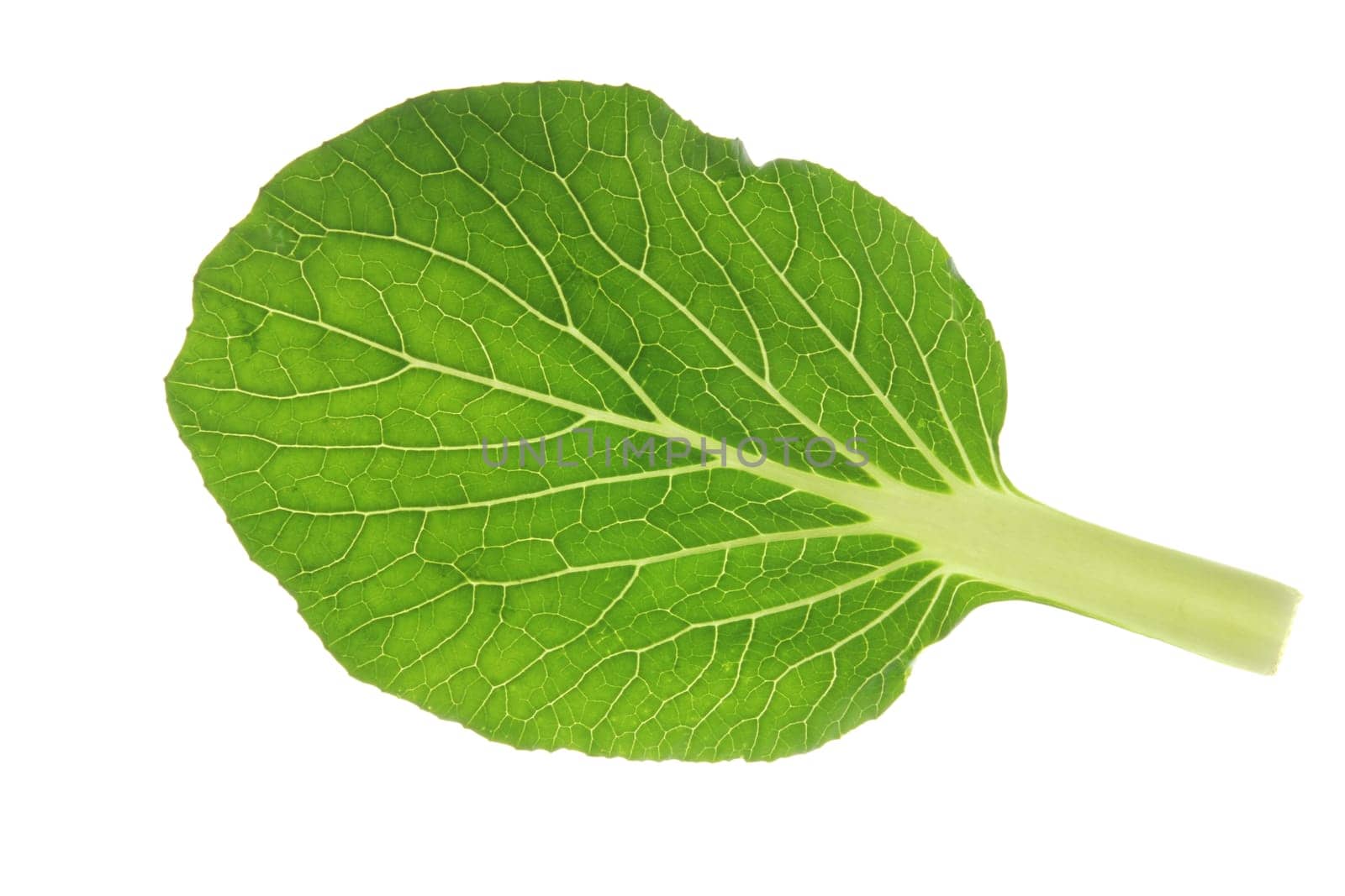 Isolated leaves of pok choi (Brassica rapa chinensis) against white background