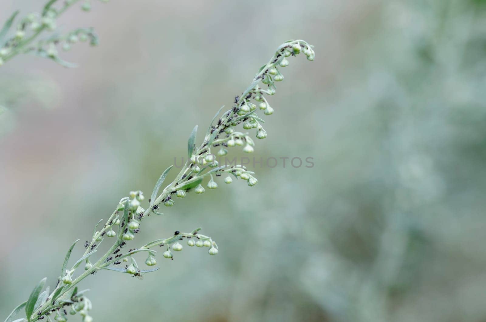 wormwood