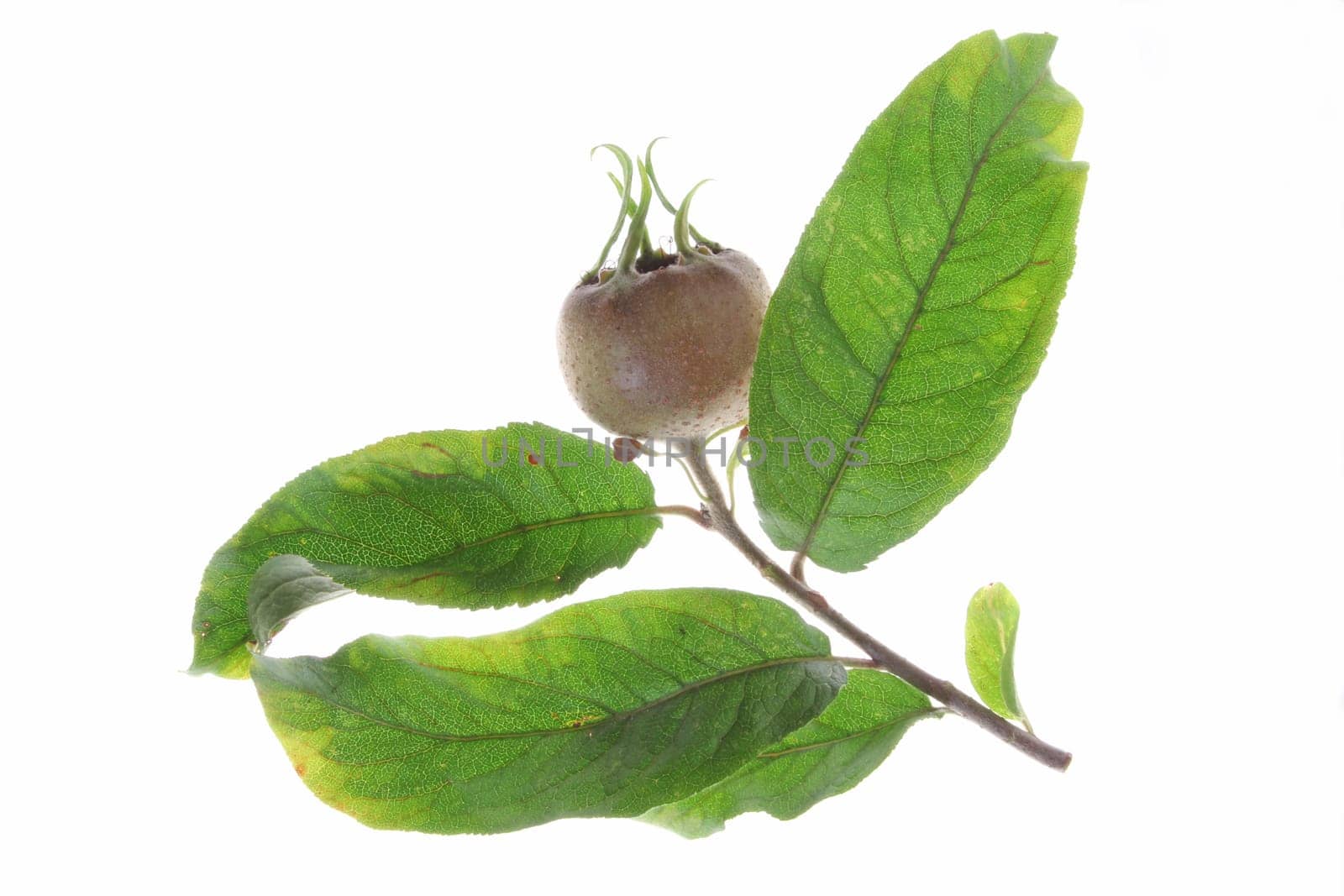 Branch of loquat (Mespilus germanica) with fruits and leaves,isolated against white background