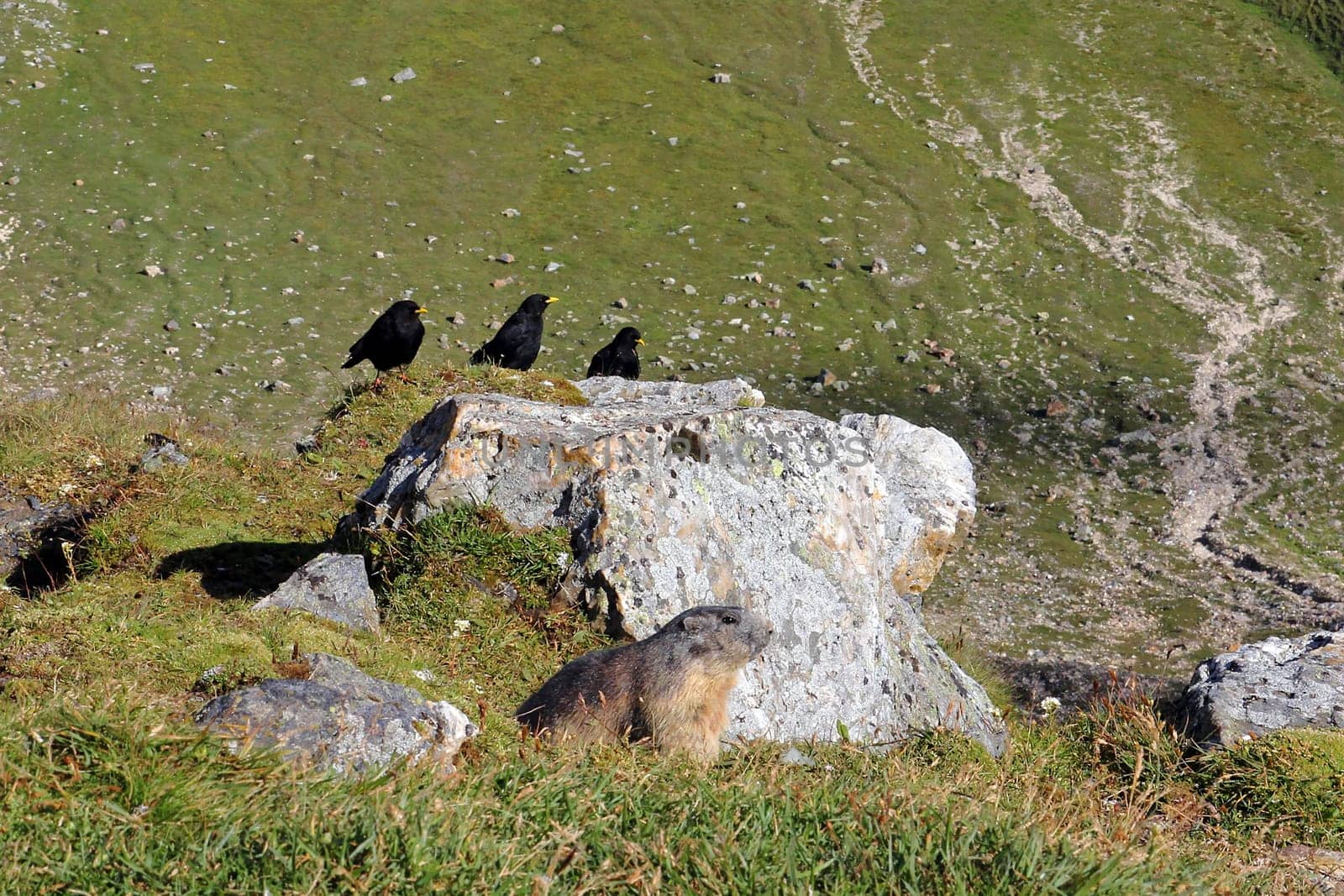 Marmots and Alpine choughs