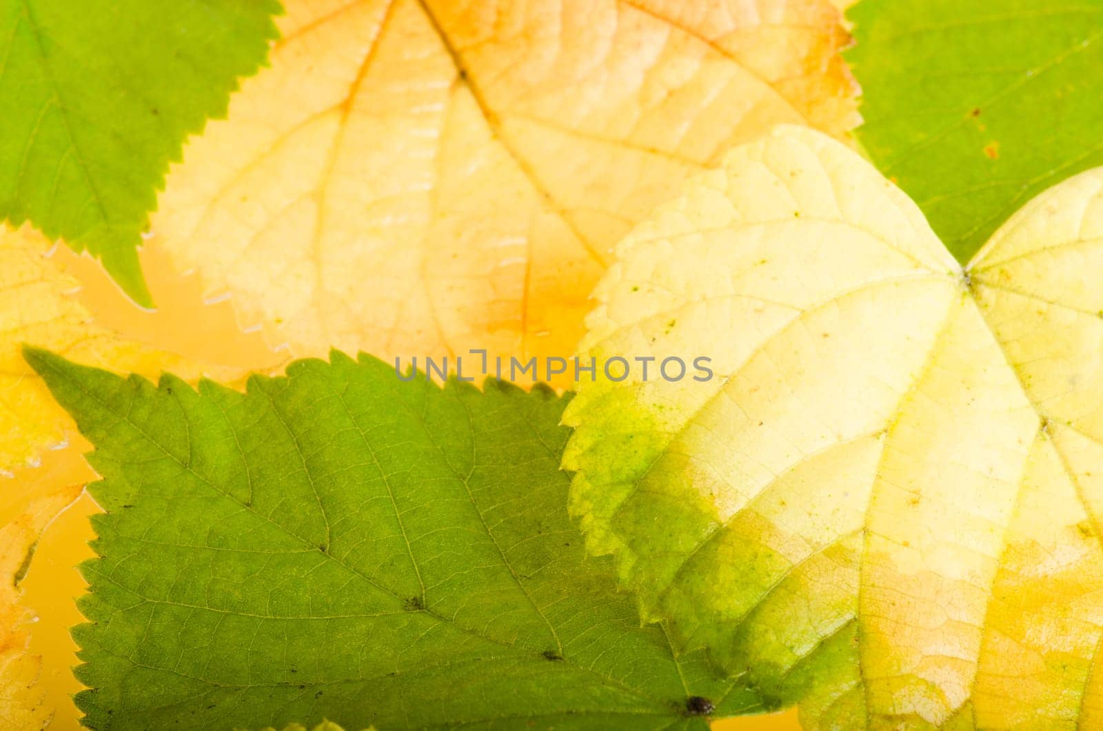 Yellow and green fallen down leaves, background