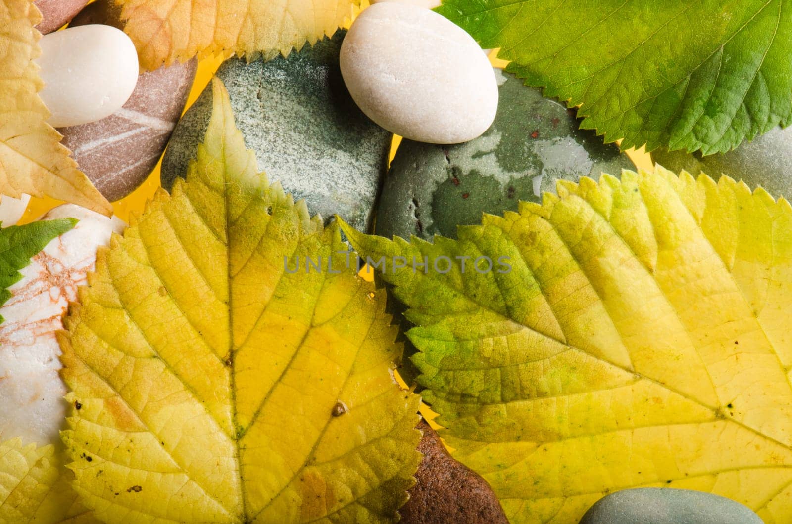 Yellow and green fallen down leaves, background