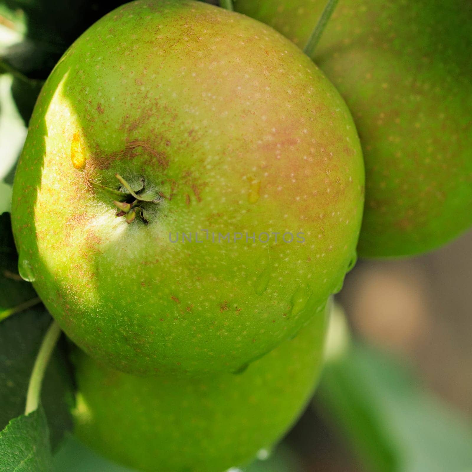 Apple cultivation