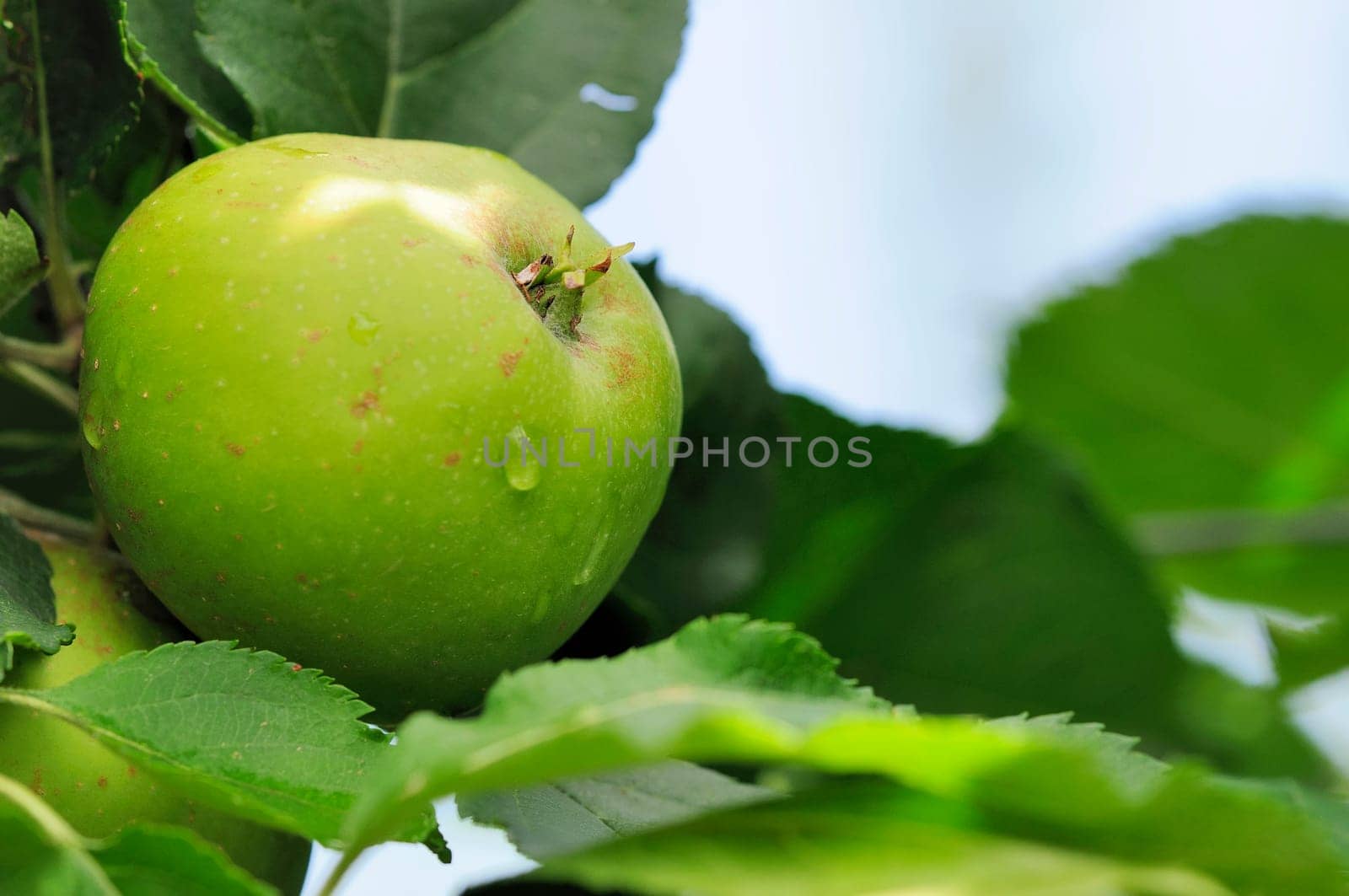 Apple cultivation