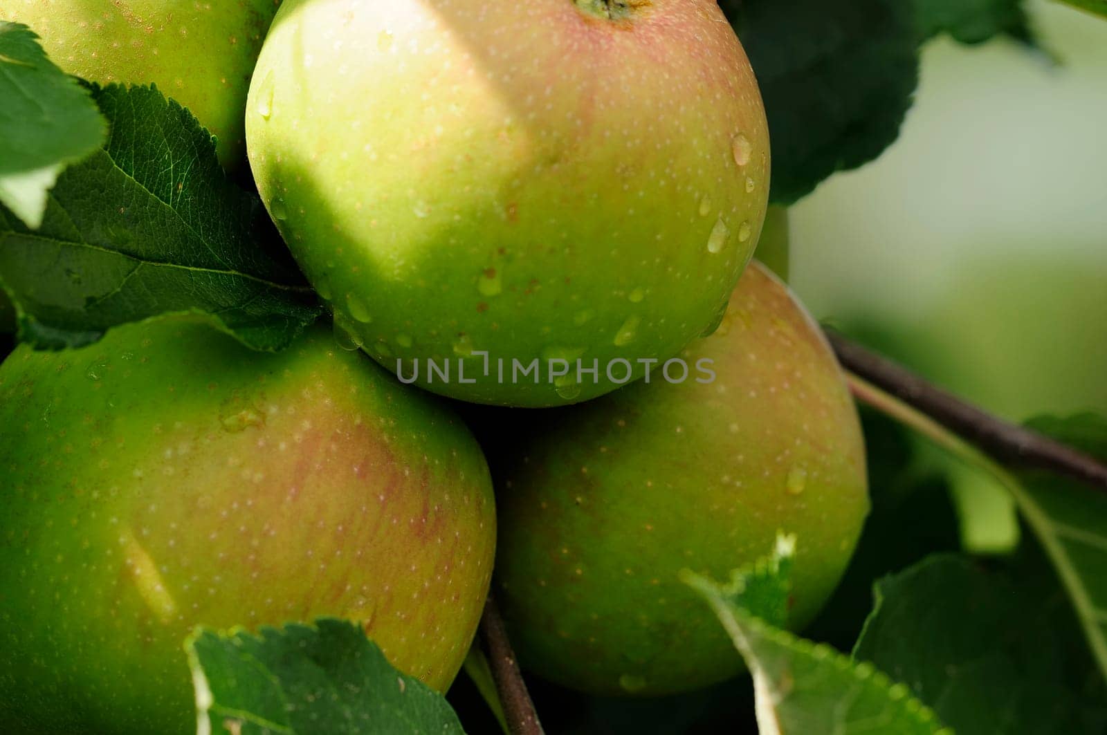 Apple cultivation
