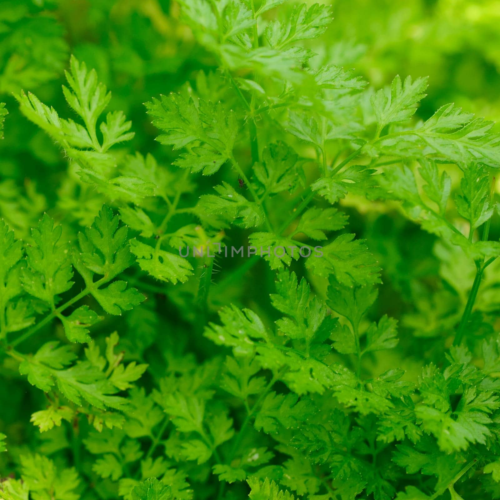 Garden chervil