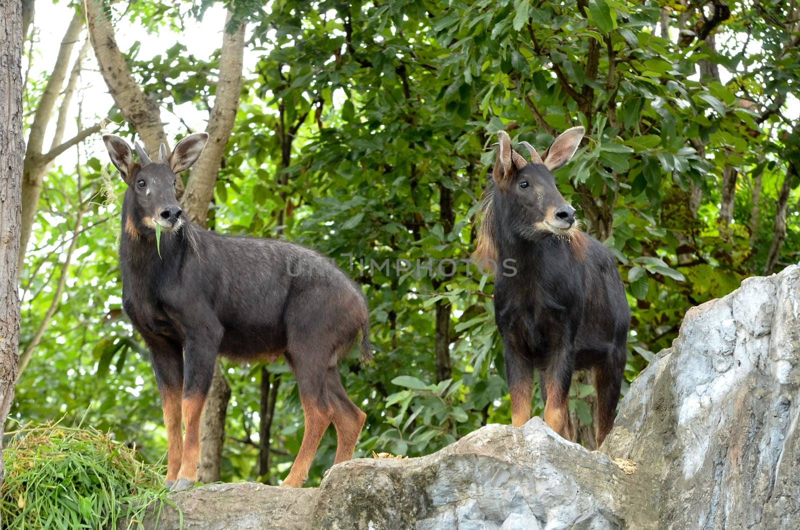 seral in chiang mai night safari