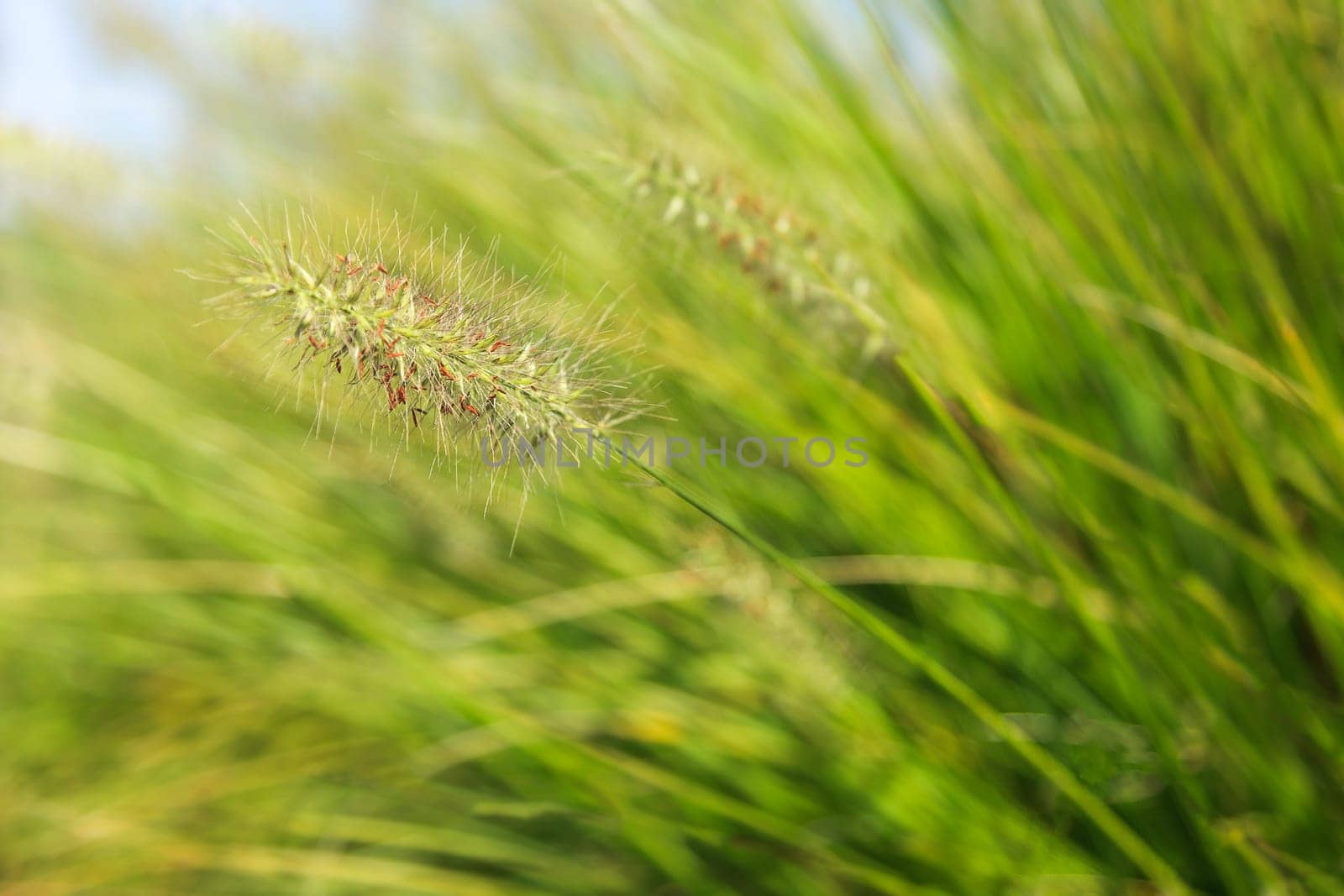 Natural green background with grass and bokeh lights