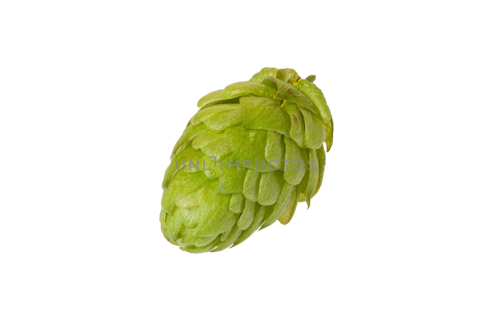 Single hop cone isolated against white background