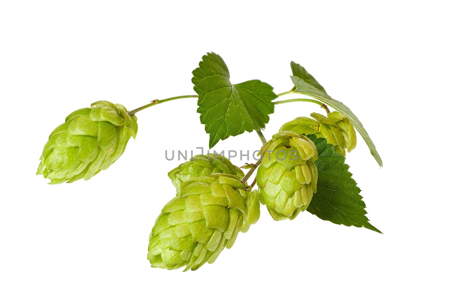 Hop branch with hop cones isolated against white background