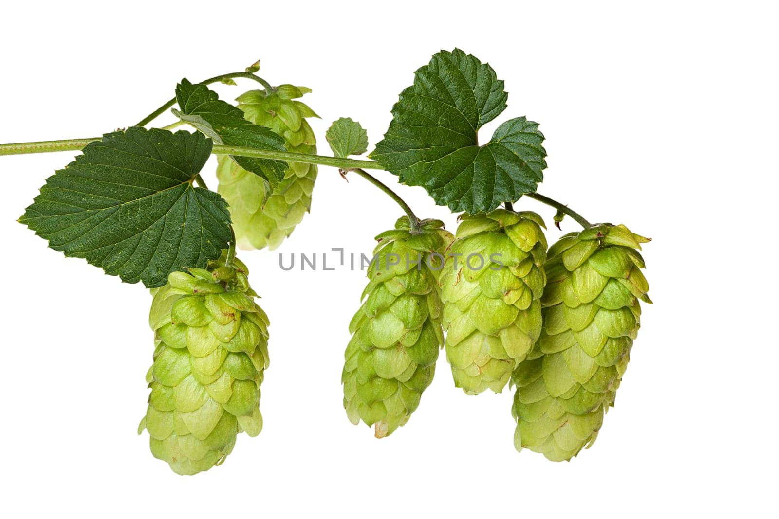 Hop branch with hop cones isolated against white background