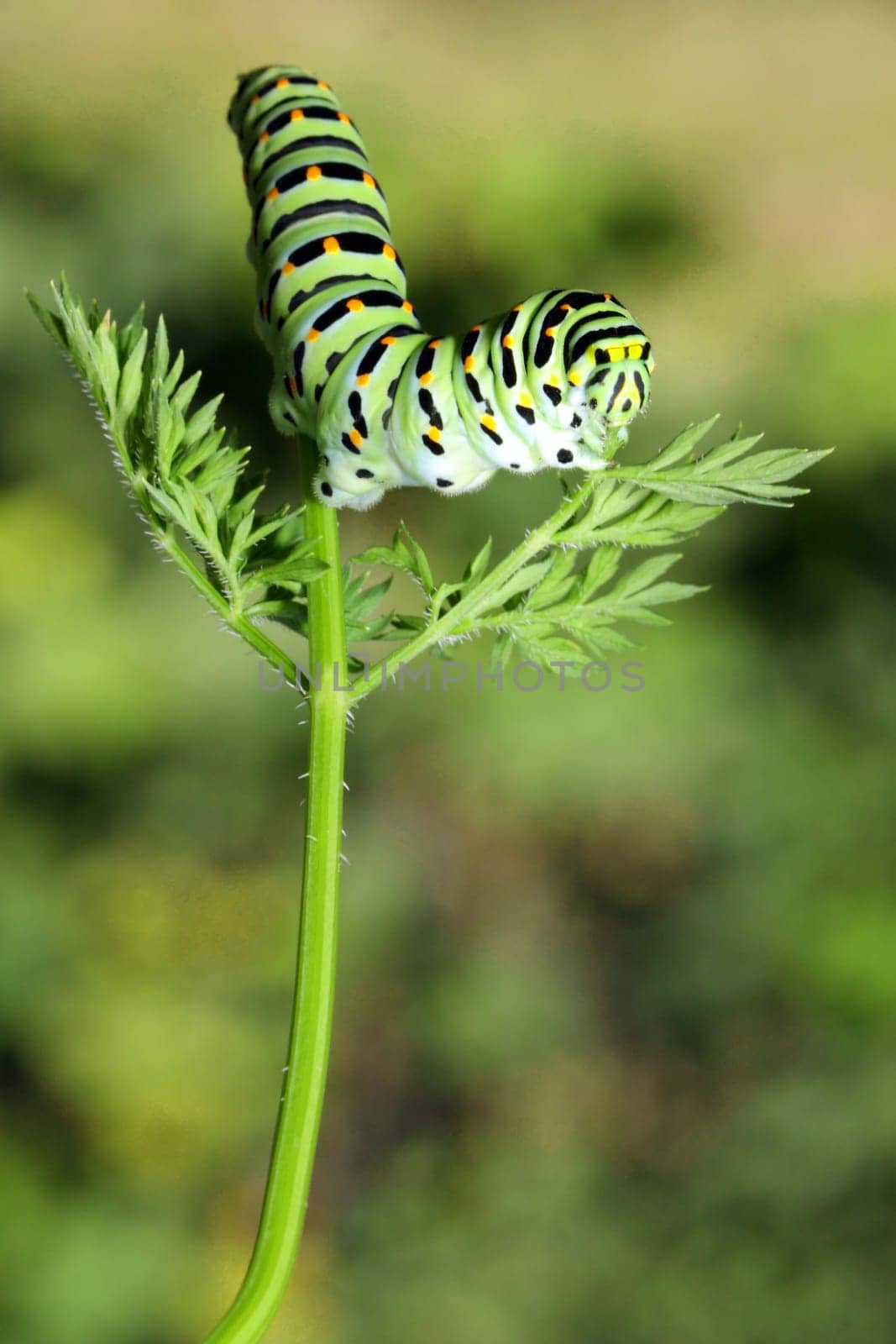 Green caterpillar on stem carrots - Papilio machaon