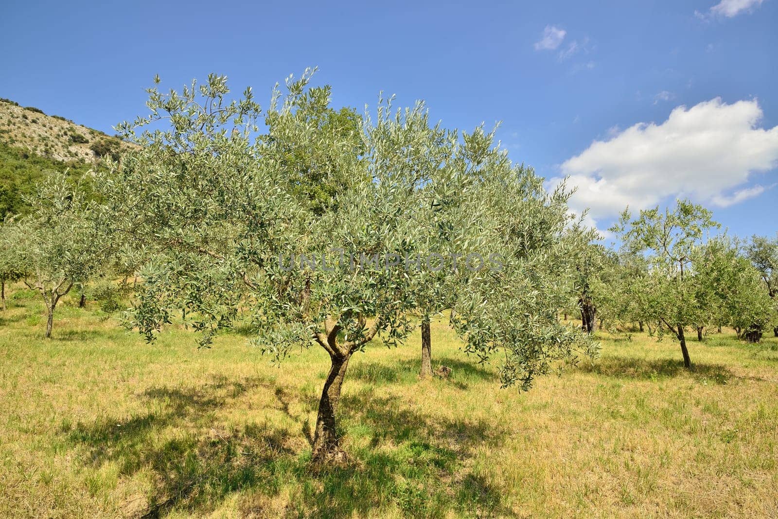 plantation of ancient olive trees