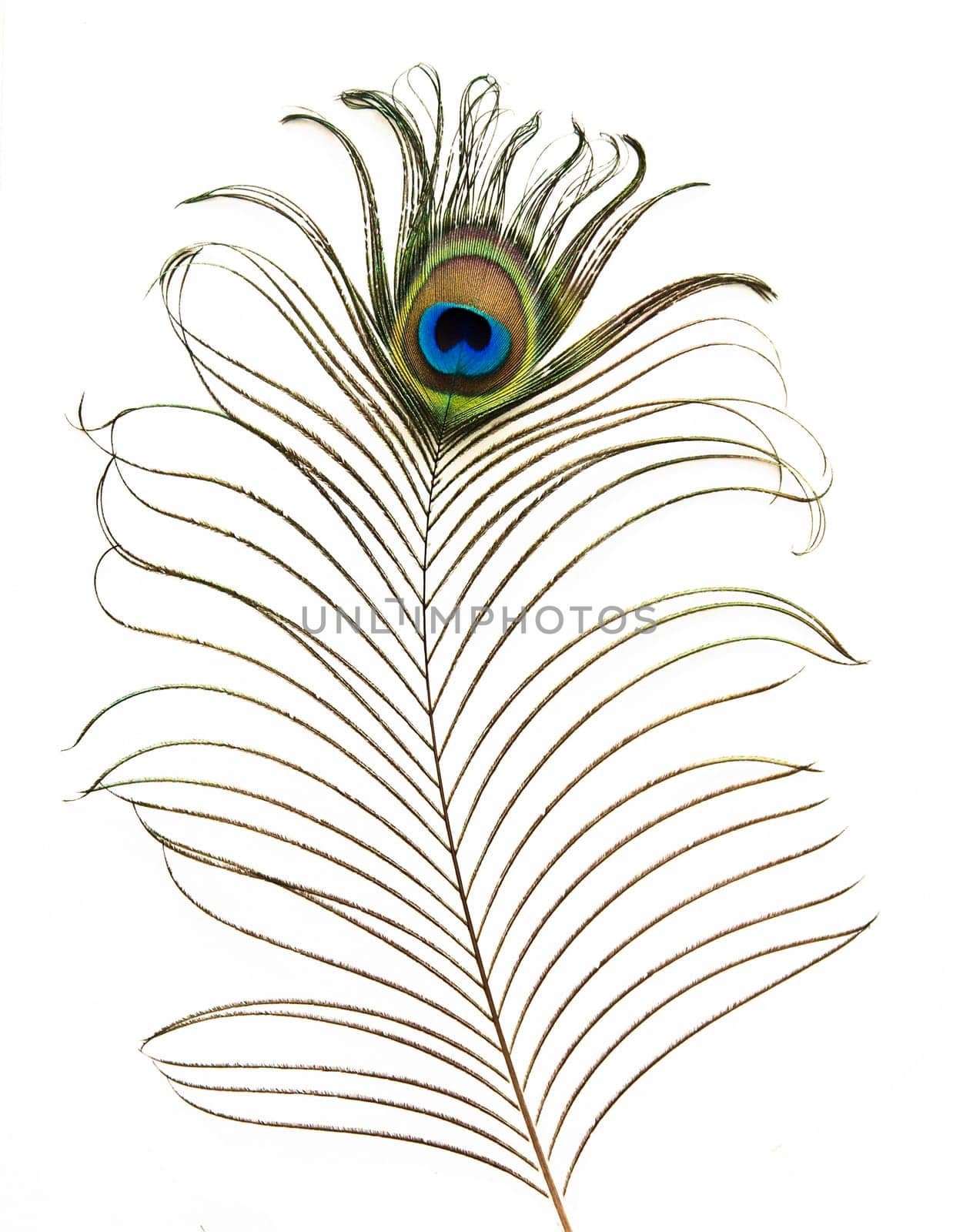 isolated peacock feather on white