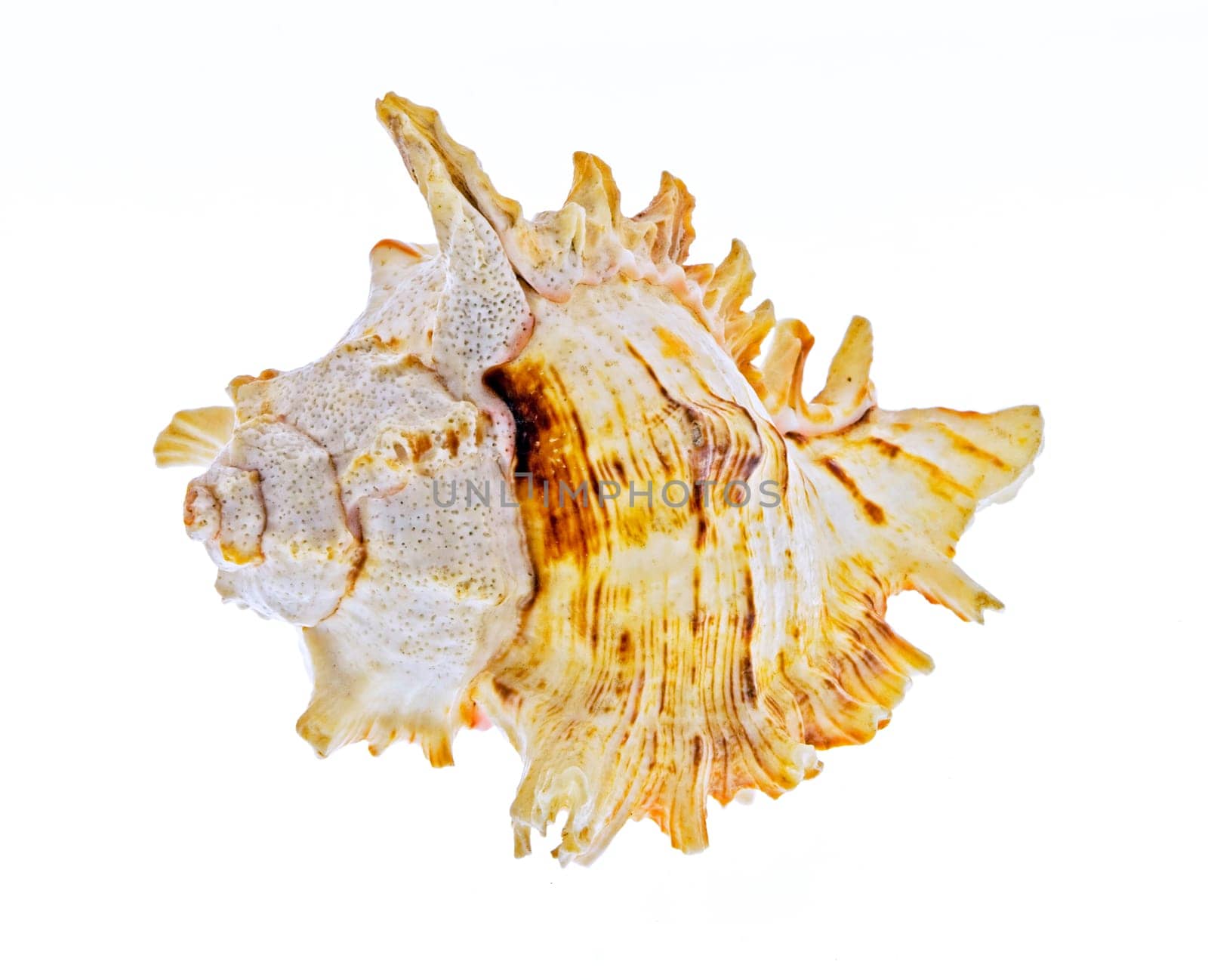 isolated shell on white background