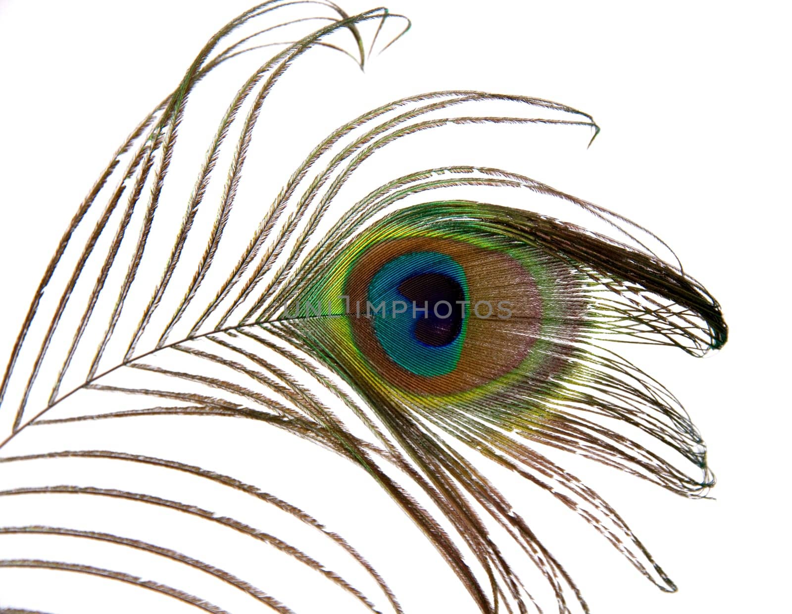 colorful peacock feather on white