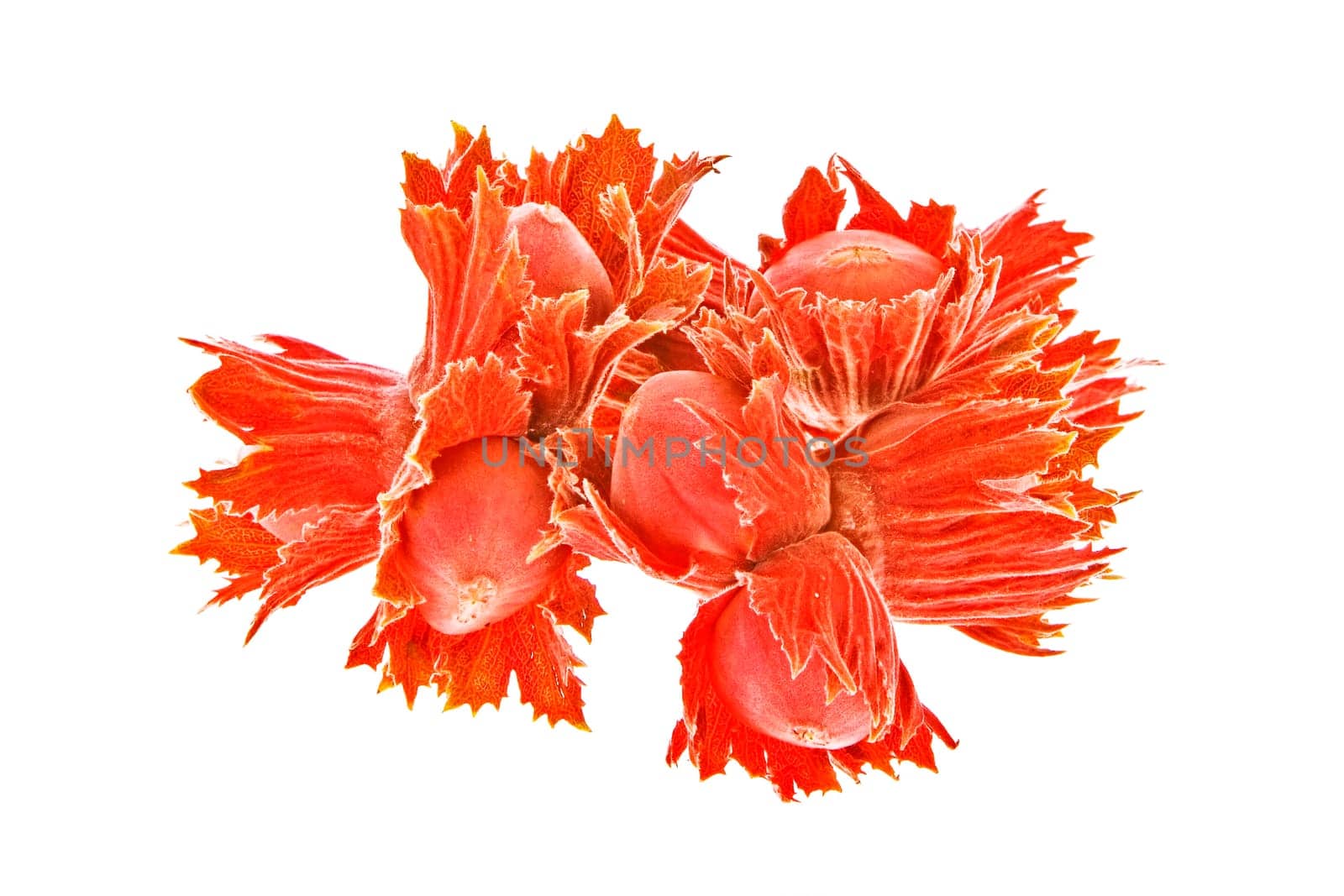 hazelnuts with leafs isolated on white background