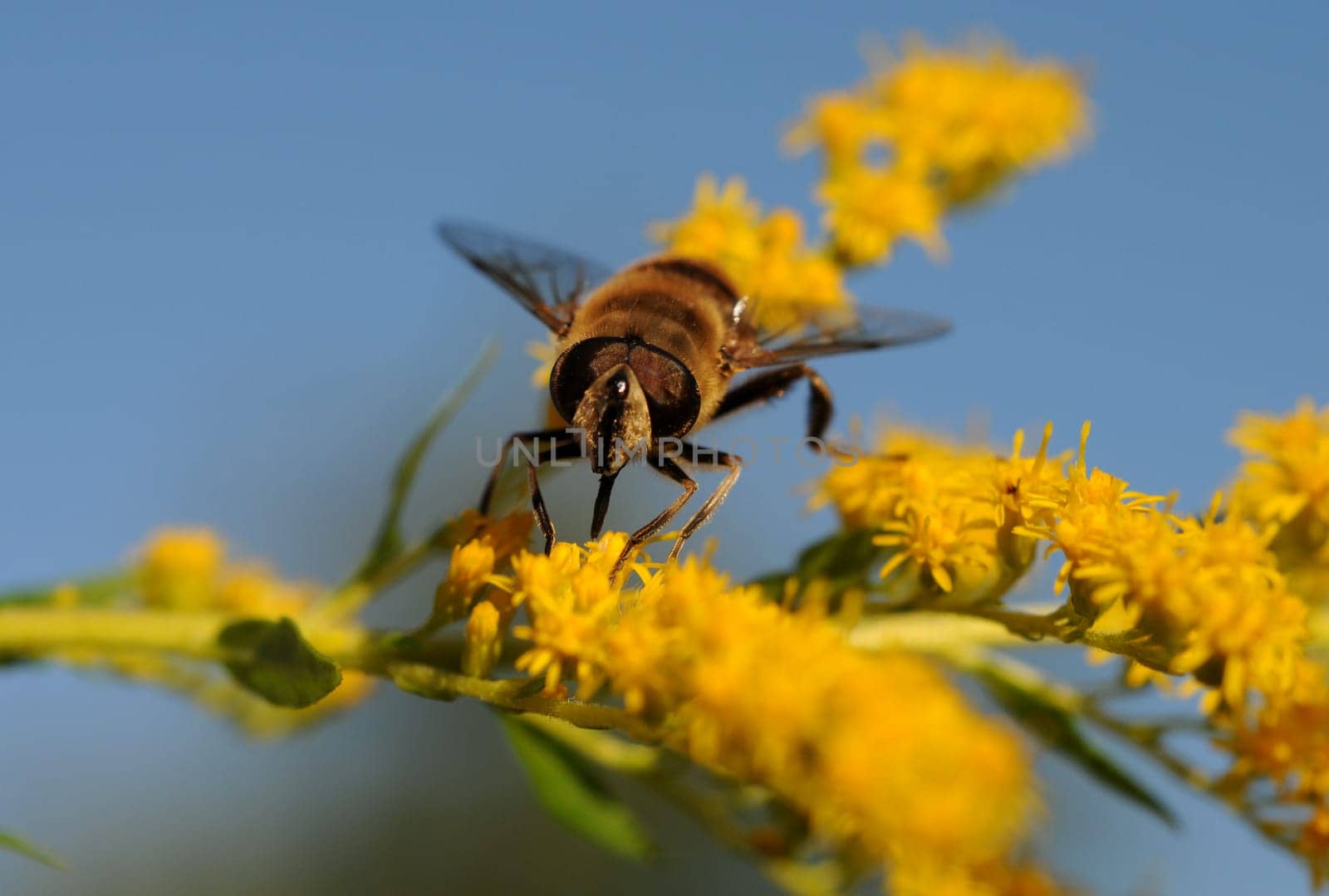 Wedge-spotted hoverfly