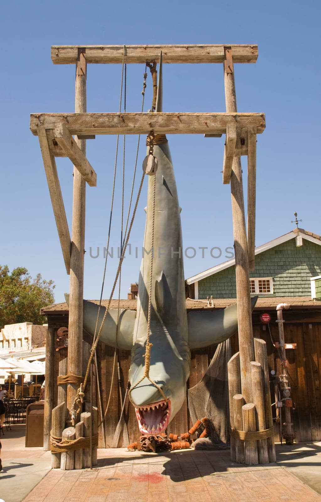 Great White shark hanging from a wooden scaffold in a fishing village