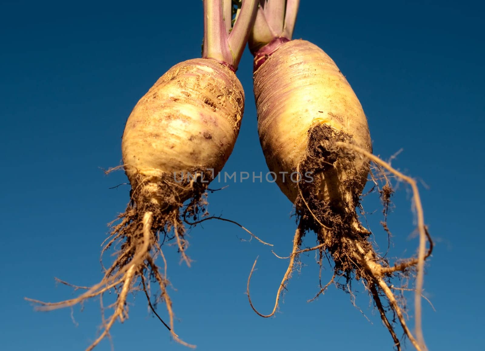 Healthy food Organic swedes rutabaga freshly picked edible vegetable against blue sky background