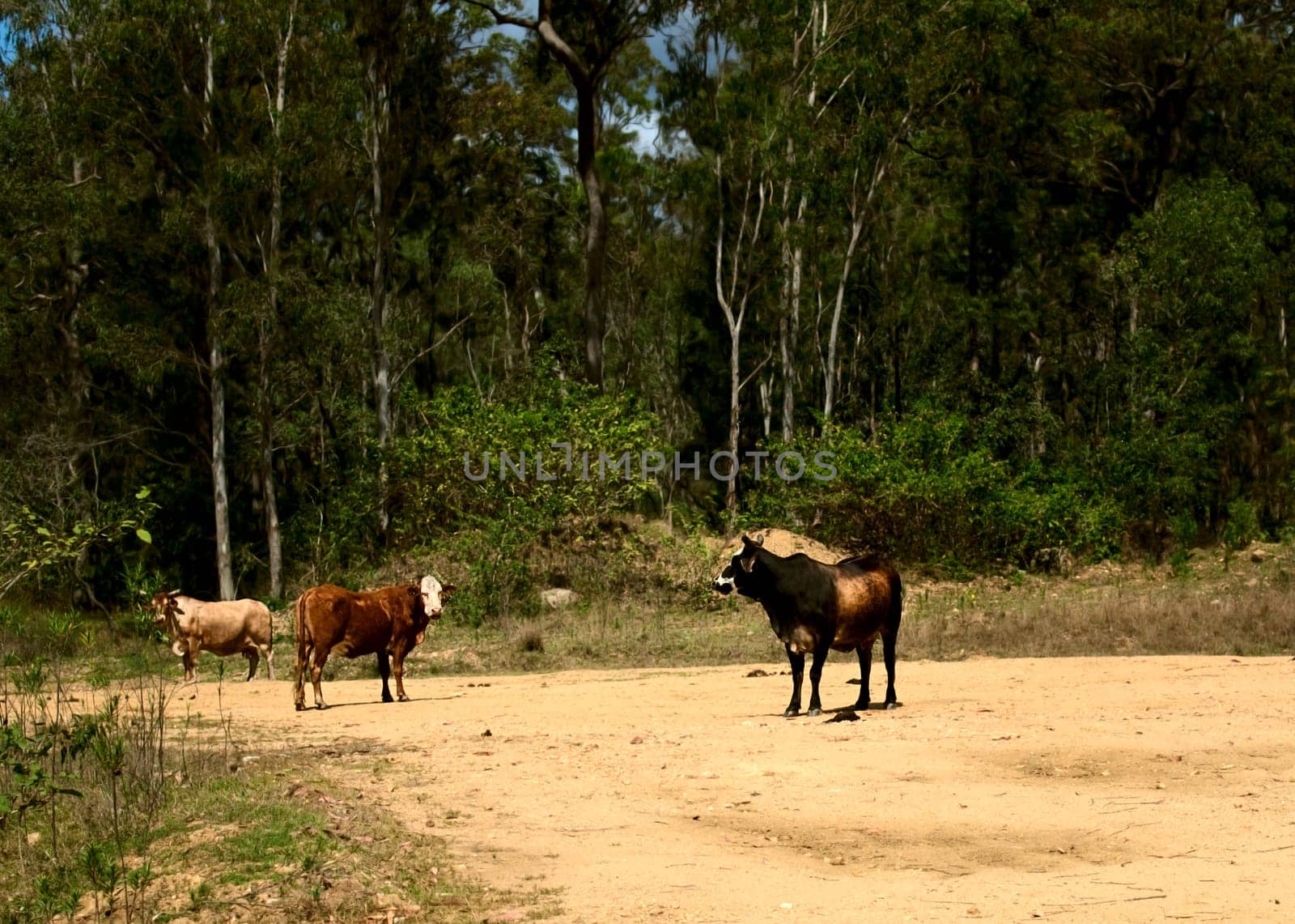 Australian cows on rural country dirt road