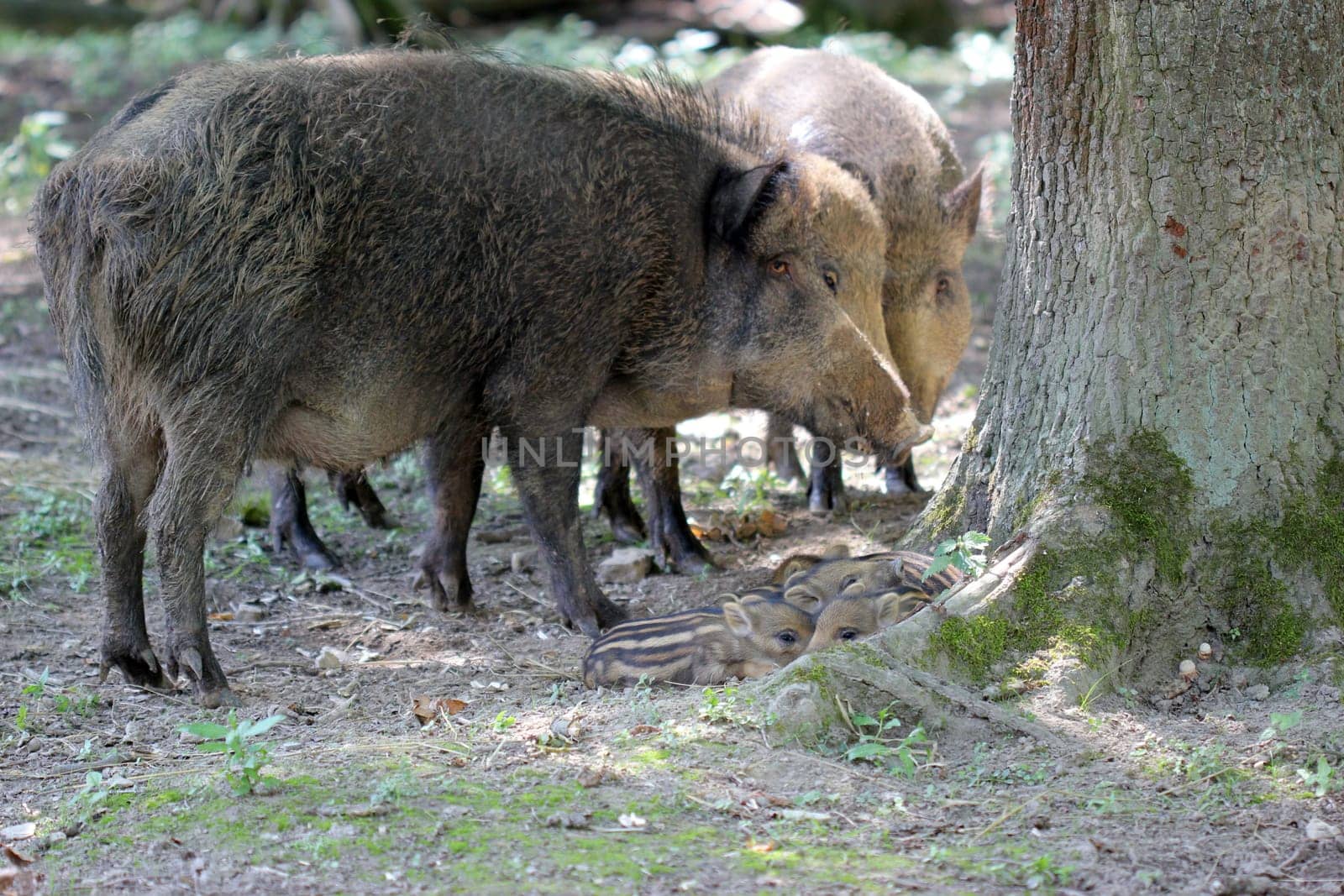 Bache with her offspring