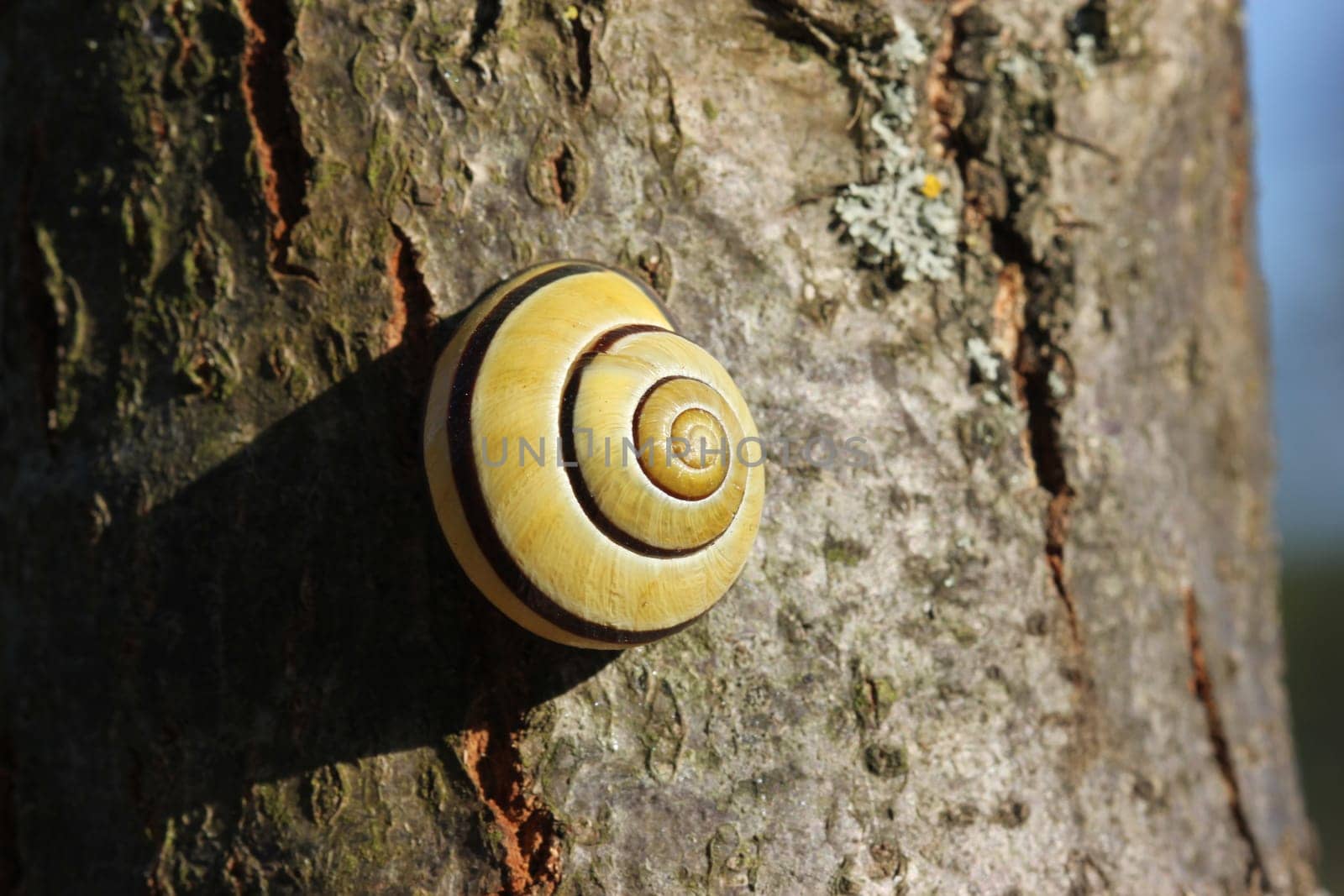 Grove ribbon snail in the evening light