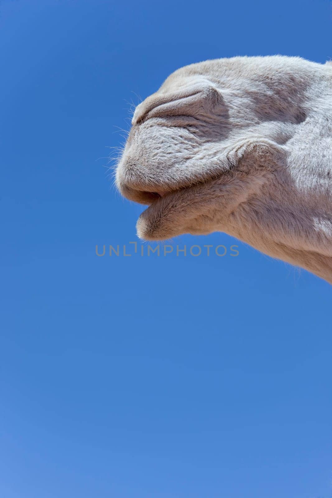 Mouth of a white dromedary (camel), close-up, against blue sky.
