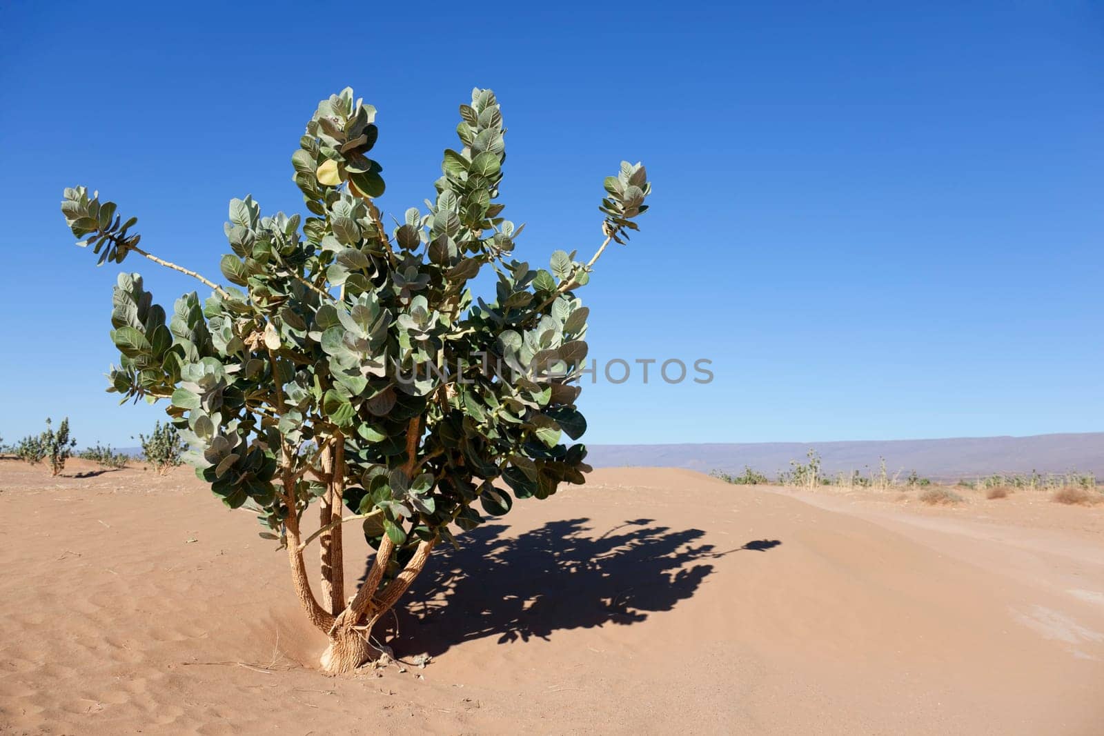 A rubberbush (Calotropis procera) against clear blue sky in the Sahara desert, Chagaga, Morocco.