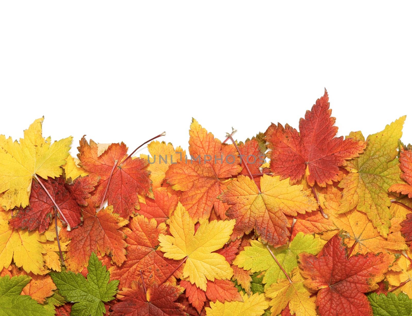 Beautiful autumn leaves isolated on white with copy space