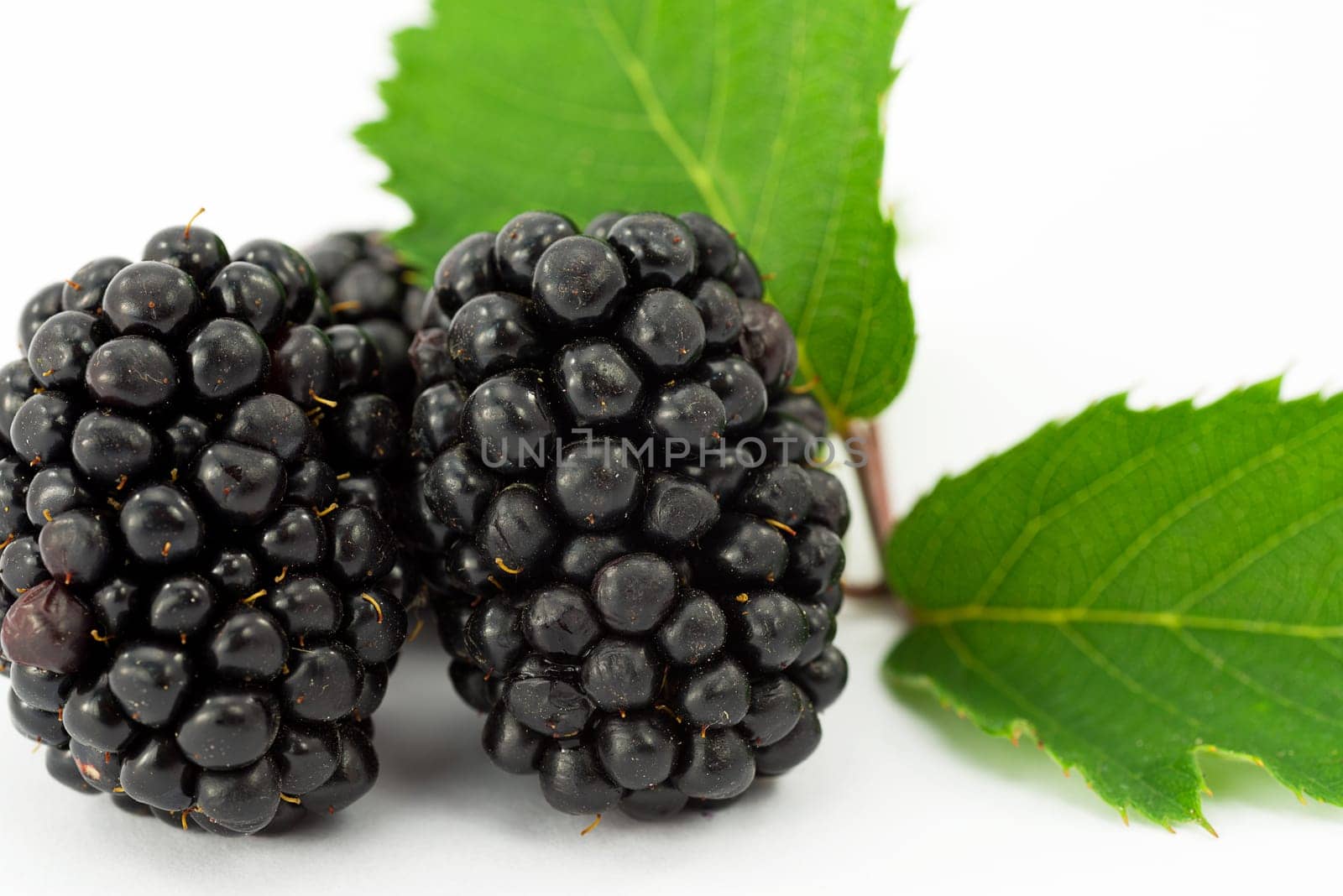 fruit