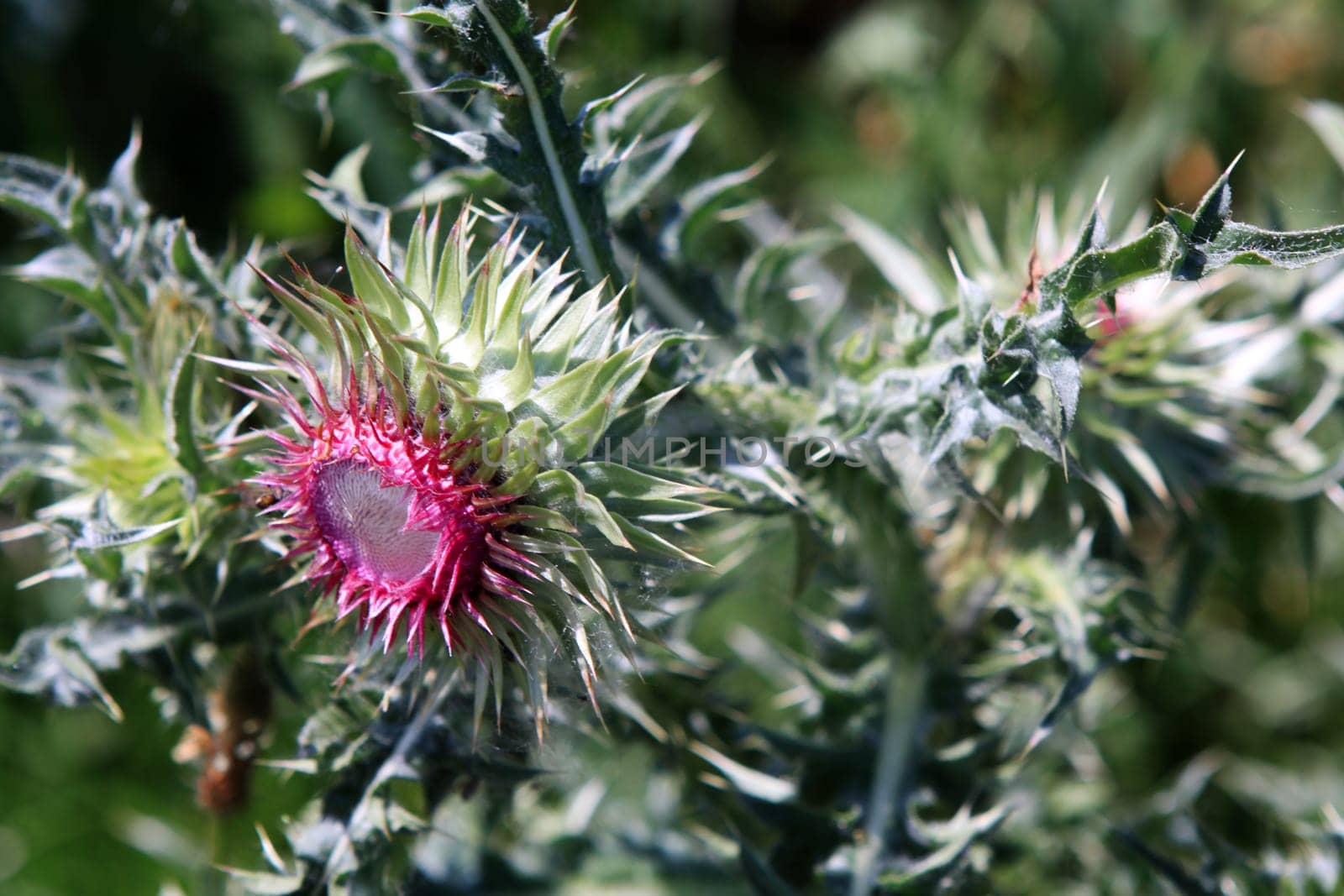 Thistle - Nodding Thistle - Muskafist