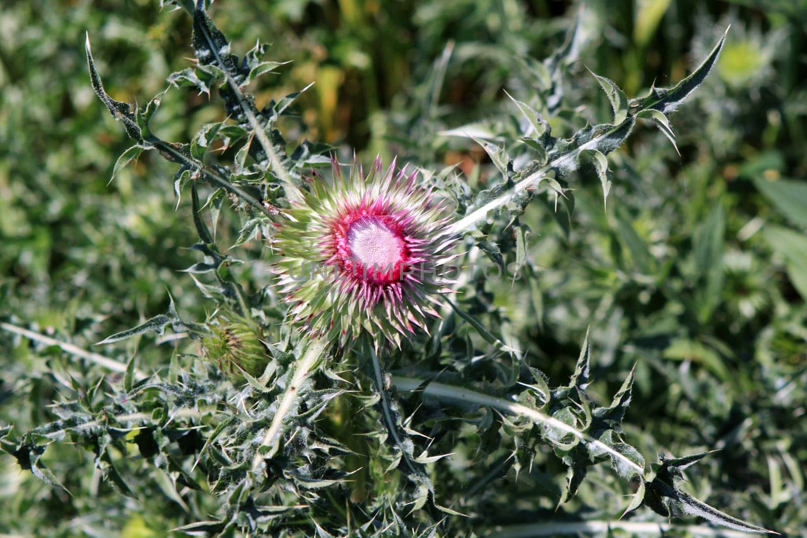 Thistle - Nodding Thistle - Muskafist