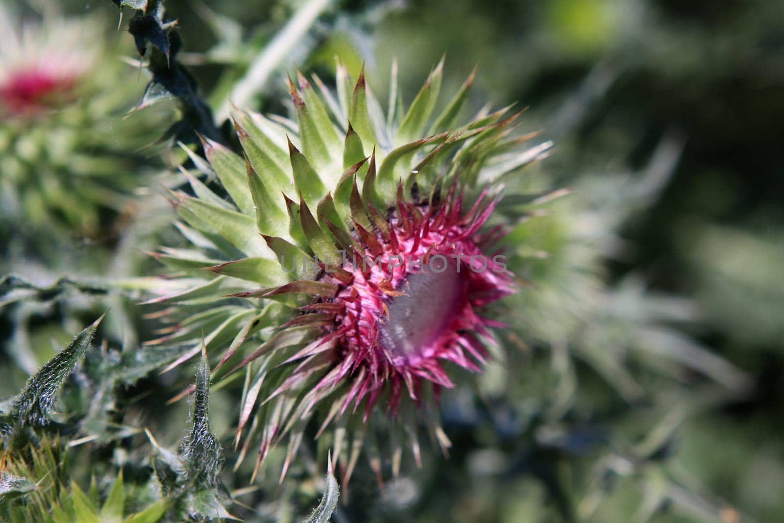 Thistle - Nodding Thistle - Muskafist