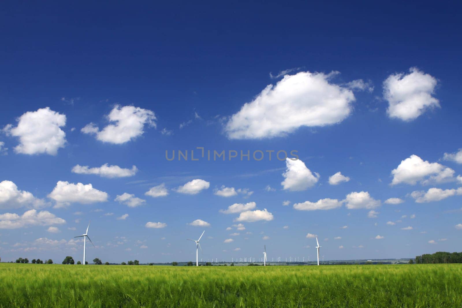 Grain field