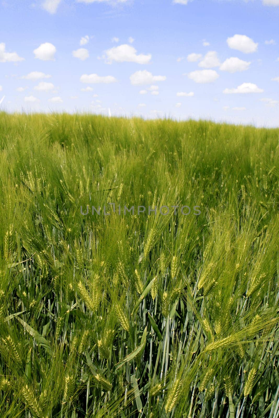 Grain field