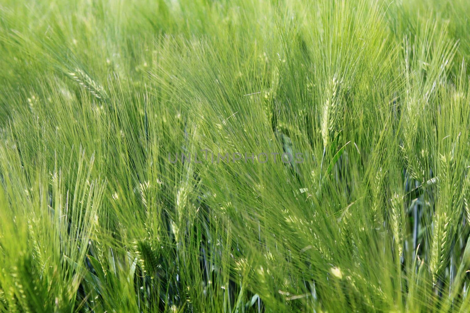 Grain field