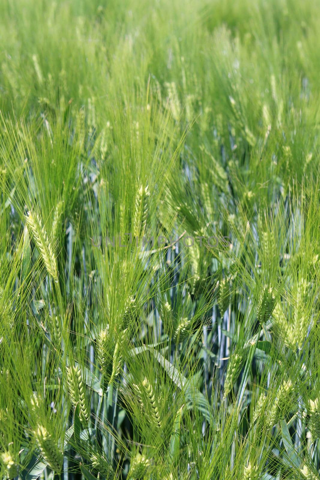 Grain field