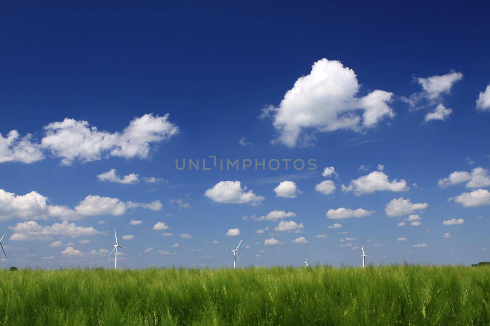 Grain field
