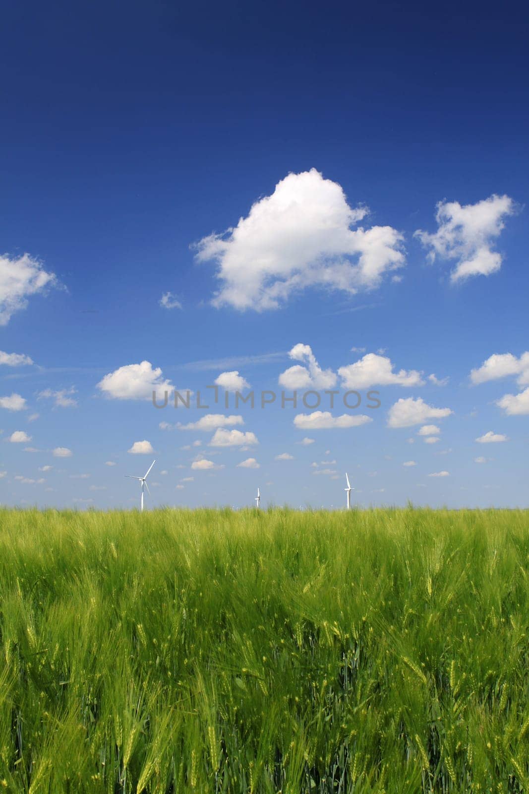 Grain field