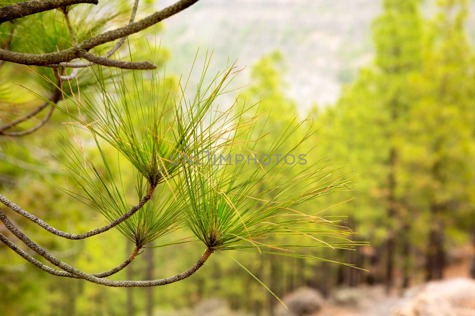 Carary pine leaves needles in gran Canaria Tejeda
