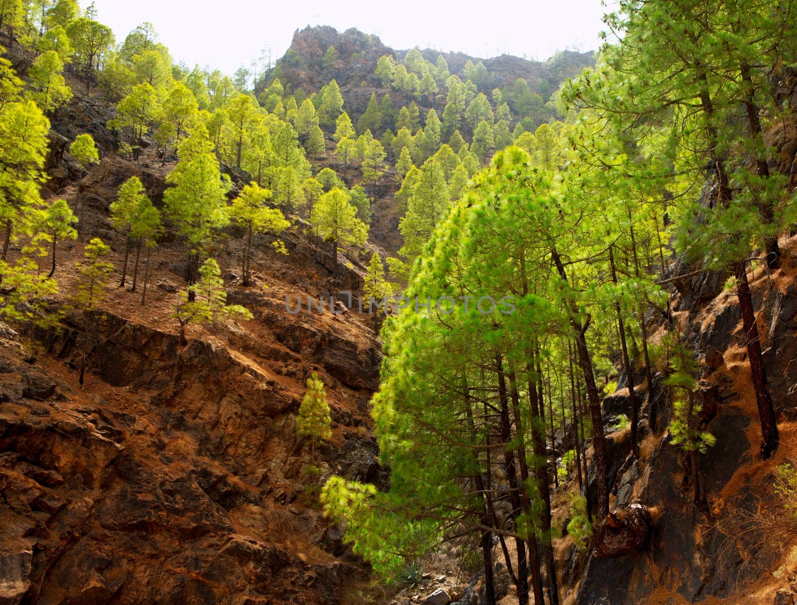 Gran Canaria Canary pine mountains in canaries