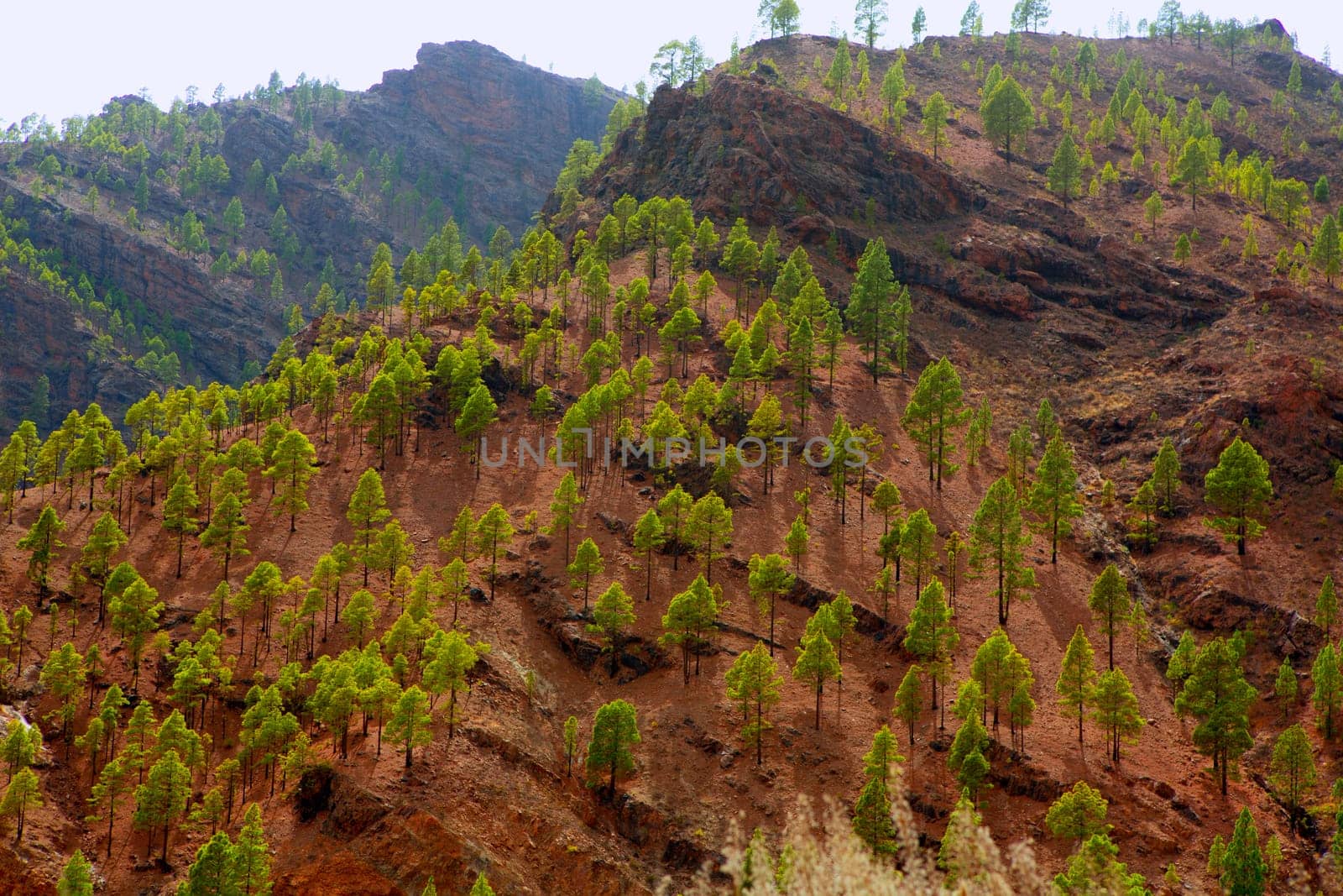 Gran Canaria Canary pine mountains in canaries