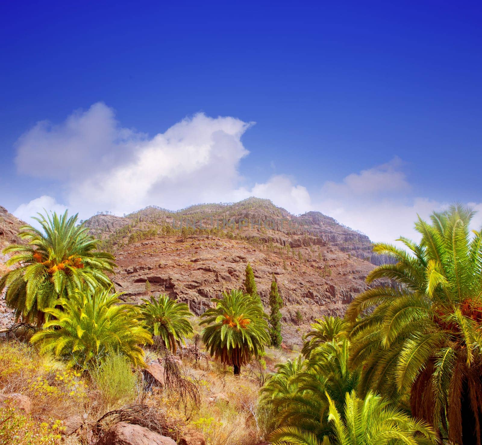 Gran Canaria Canary Palm tree mountains Phoenix canariensis