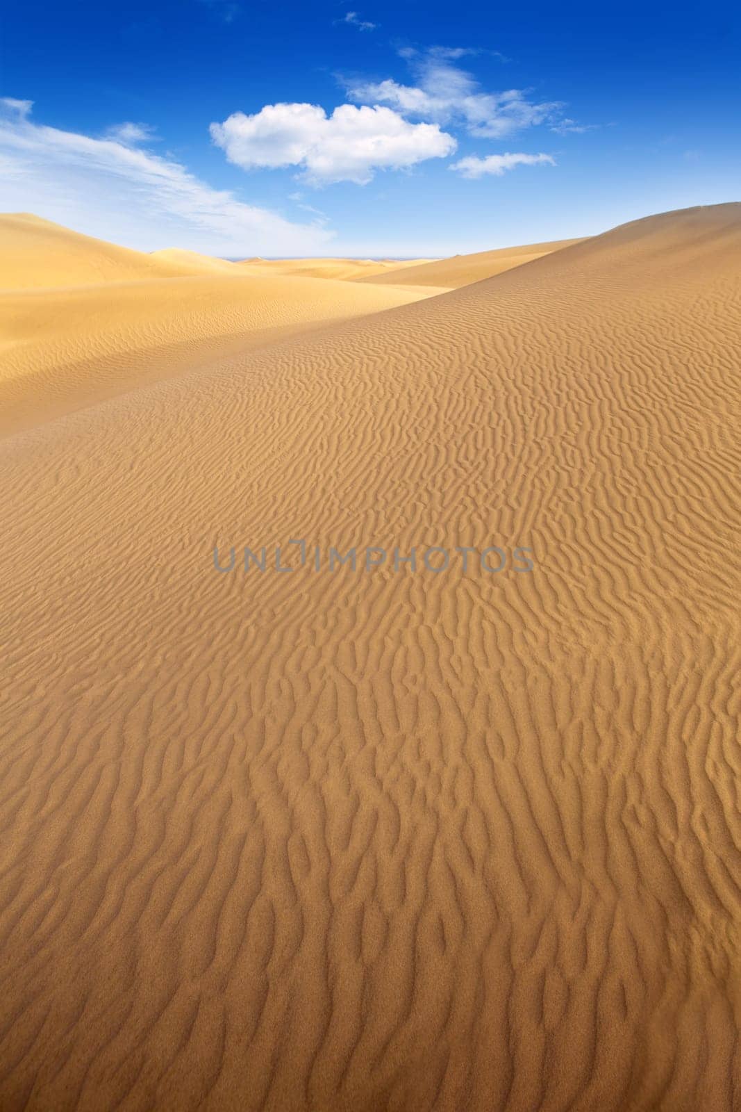 Desert sand dunes in Maspalomas Oasis Gran Canaria at Canary islands
