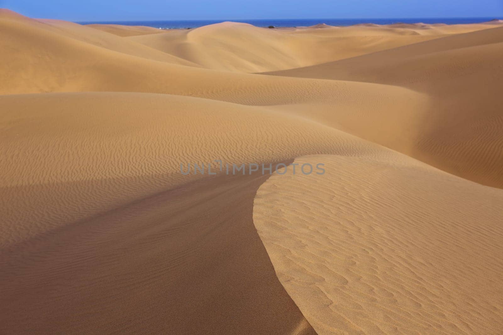 Desert sand dunes in Maspalomas Oasis Gran Canaria at Canary islands